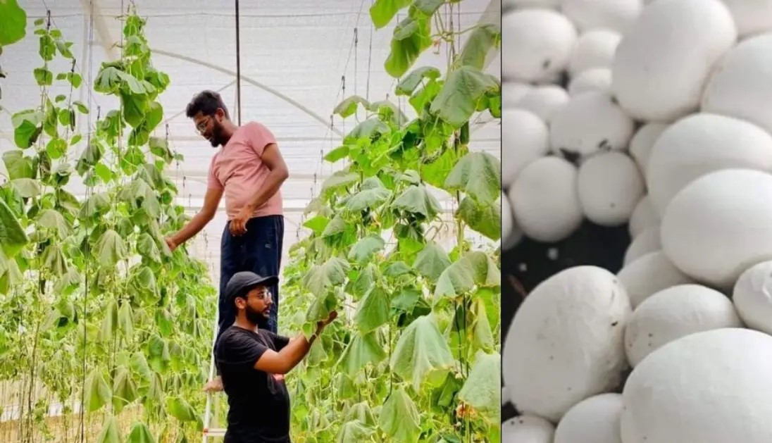 How These Two Brothers Built Crore Company by Selling Mushrooms